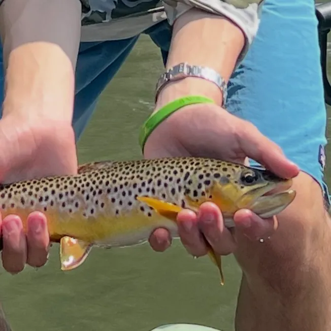 Brown trout caught on Fishbrain