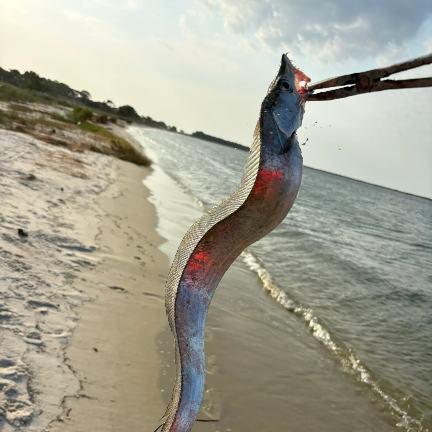 The most recent Slender ribbonfish catches on Fishbrain
