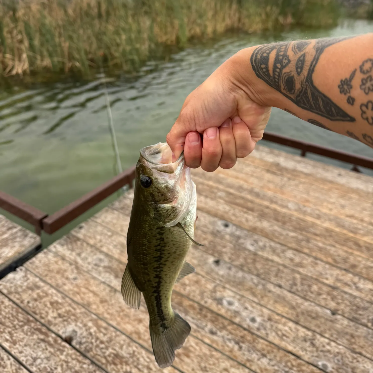 Largemouth bass caught on Fishbrain
