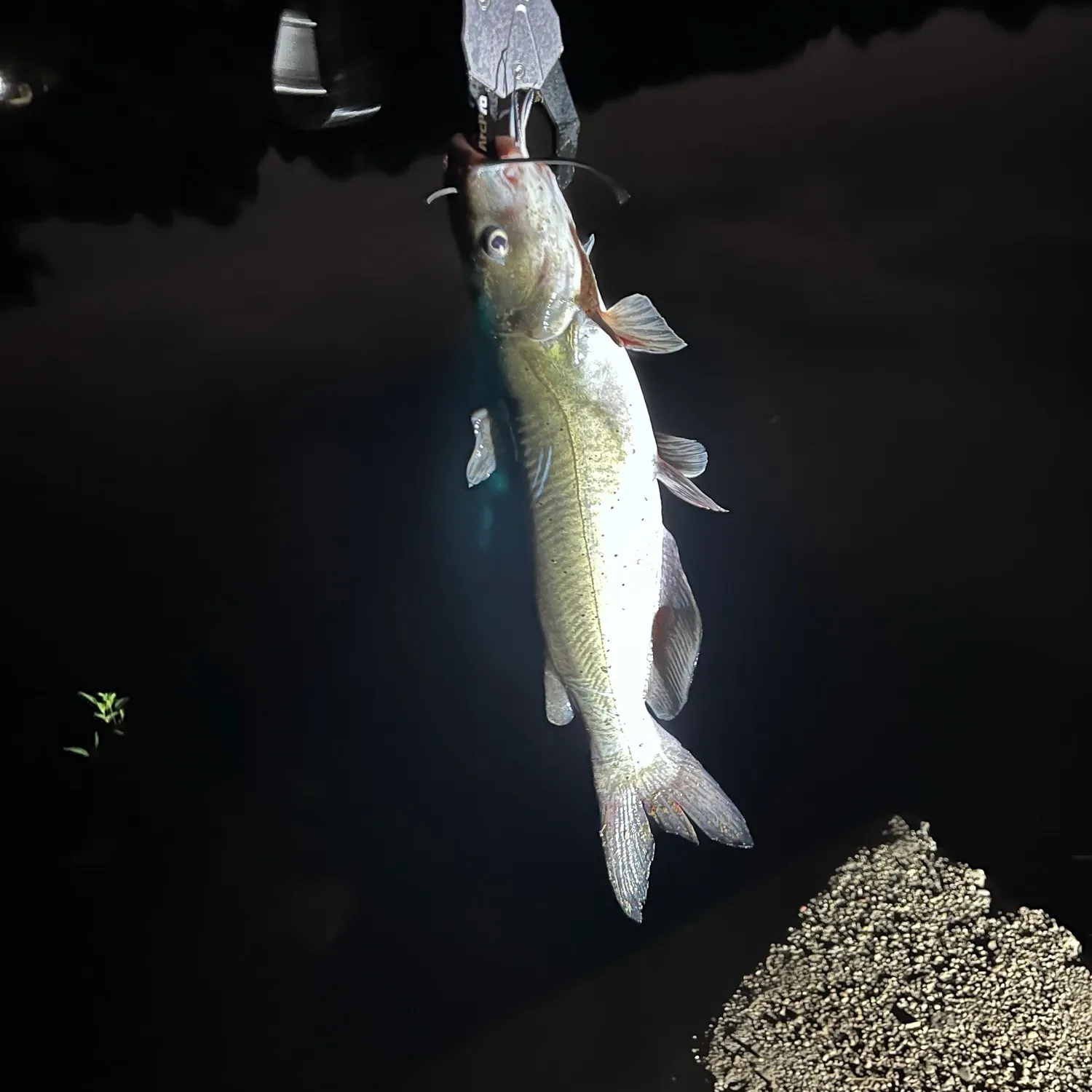 Channel catfish caught on Fishbrain