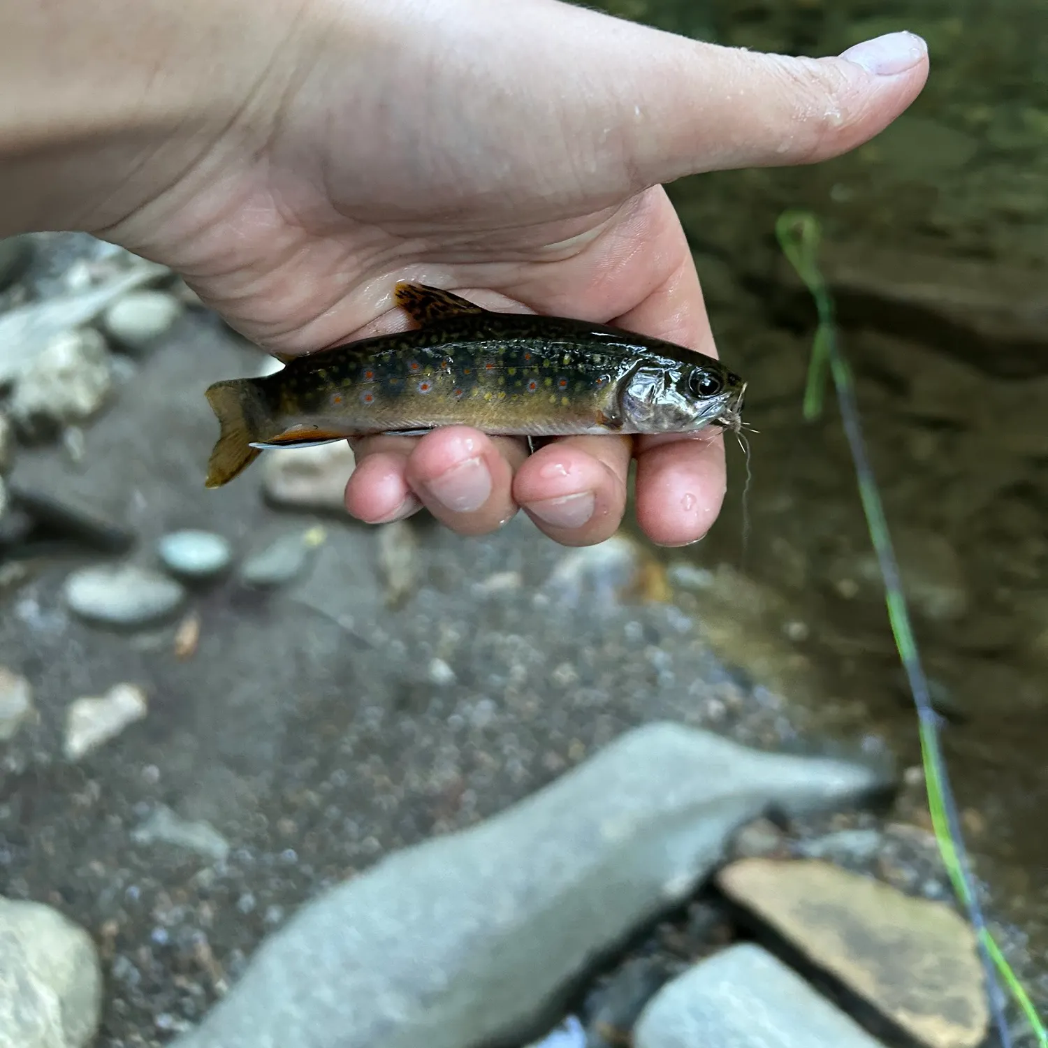 Brook trout caught on Fishbrain