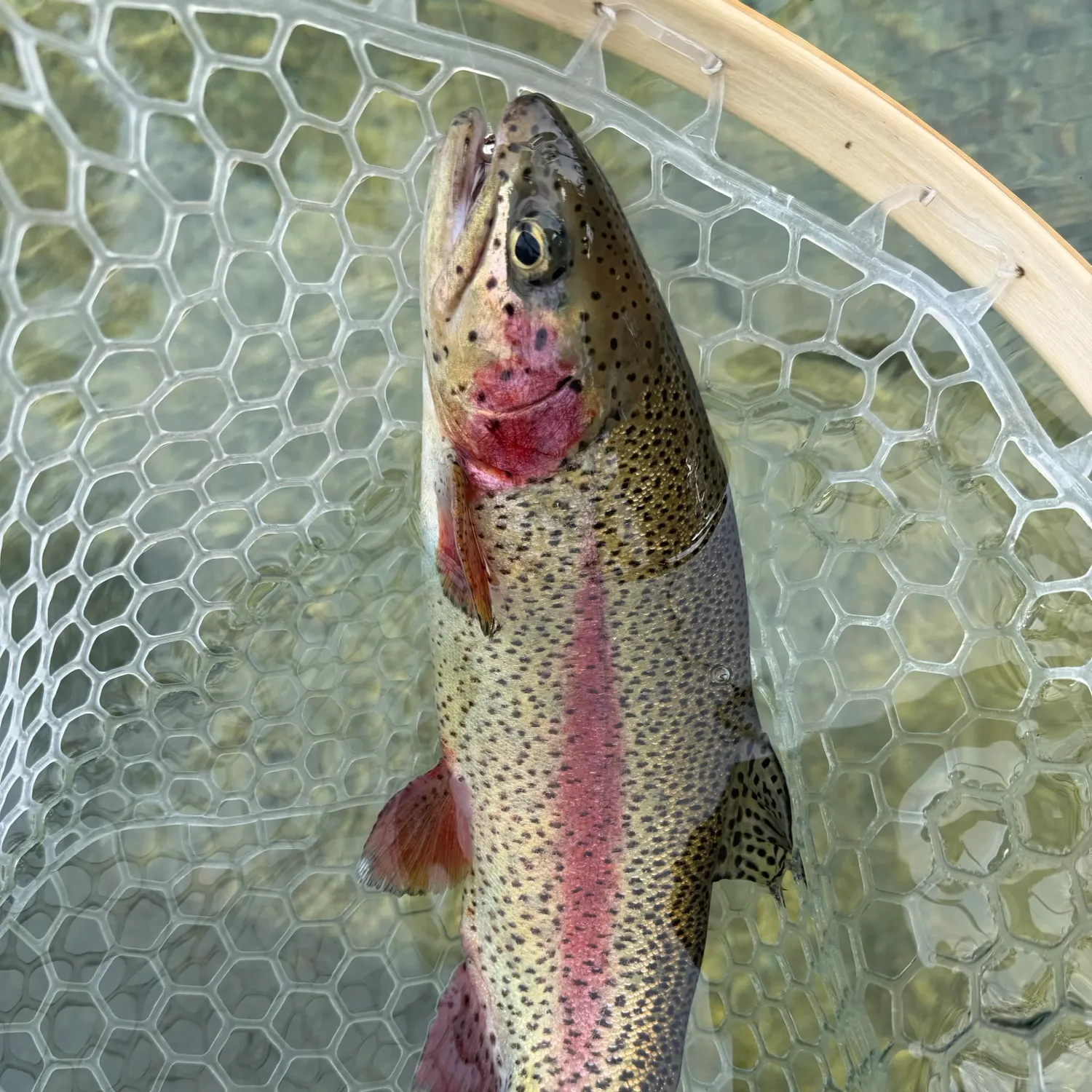Rainbow trout caught on Fishbrain