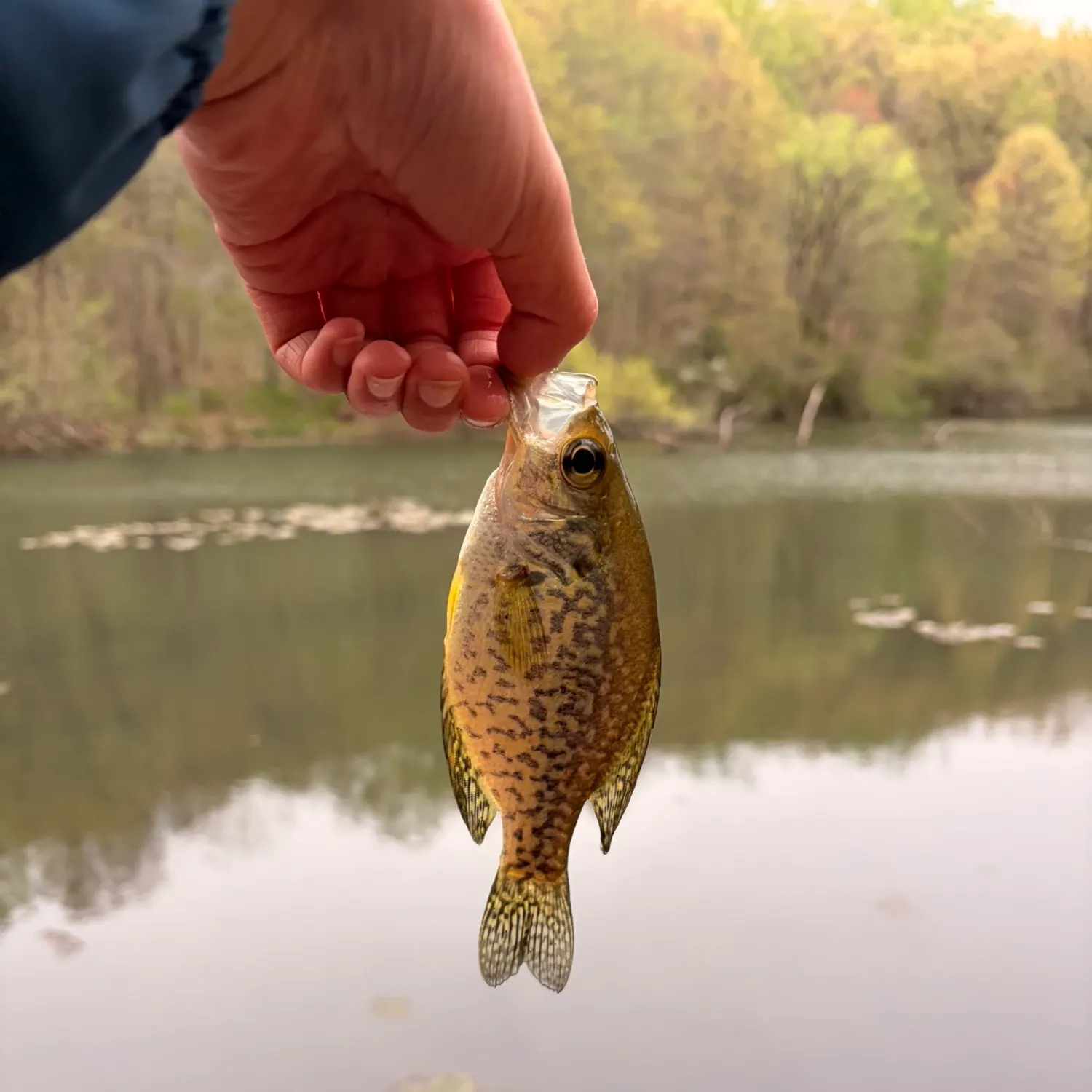 The most recent Black crappie catches on Fishbrain
