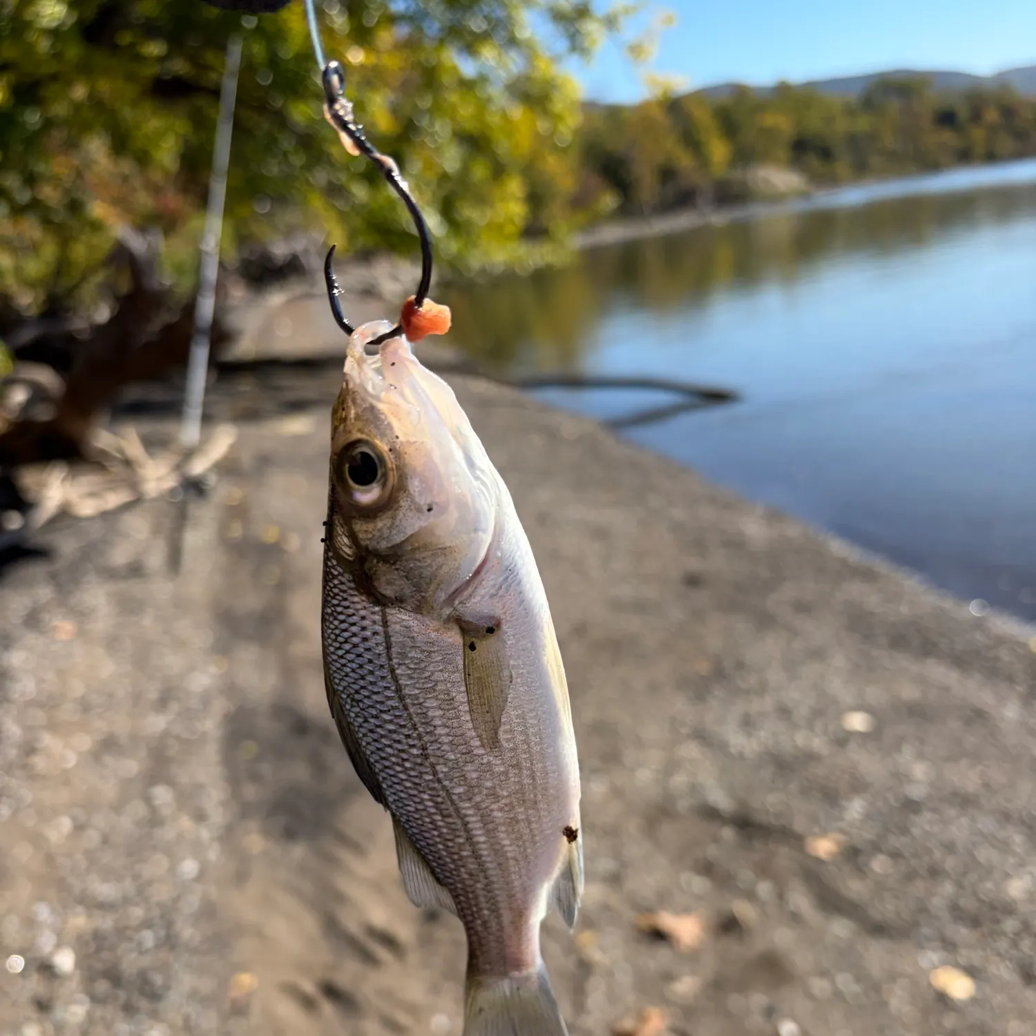 White perch caught on Fishbrain