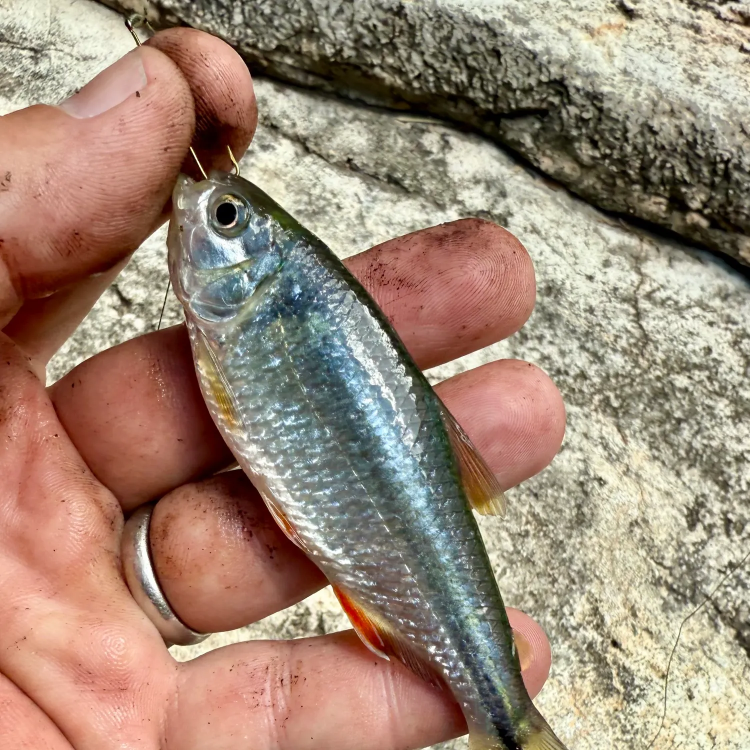 The most recent Mexican tetra catches on Fishbrain