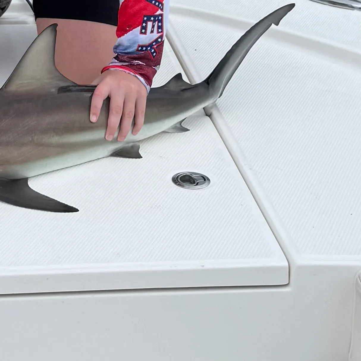 The most recent Spinner shark catches on Fishbrain
