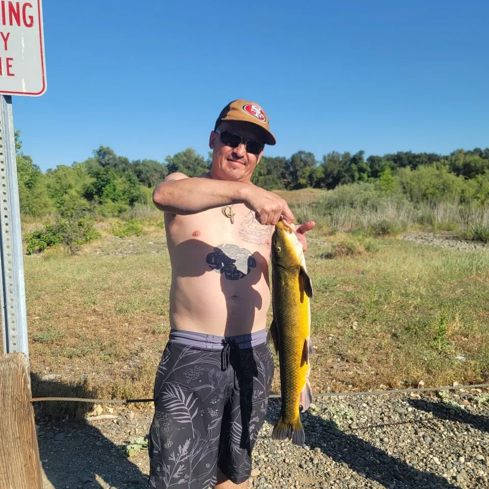 The most recent Sacramento sucker catches on Fishbrain