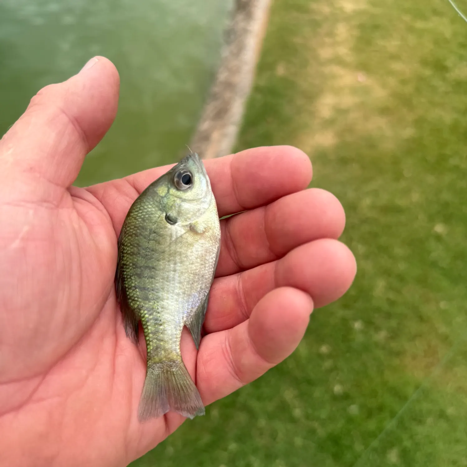 Bluegill caught on Fishbrain