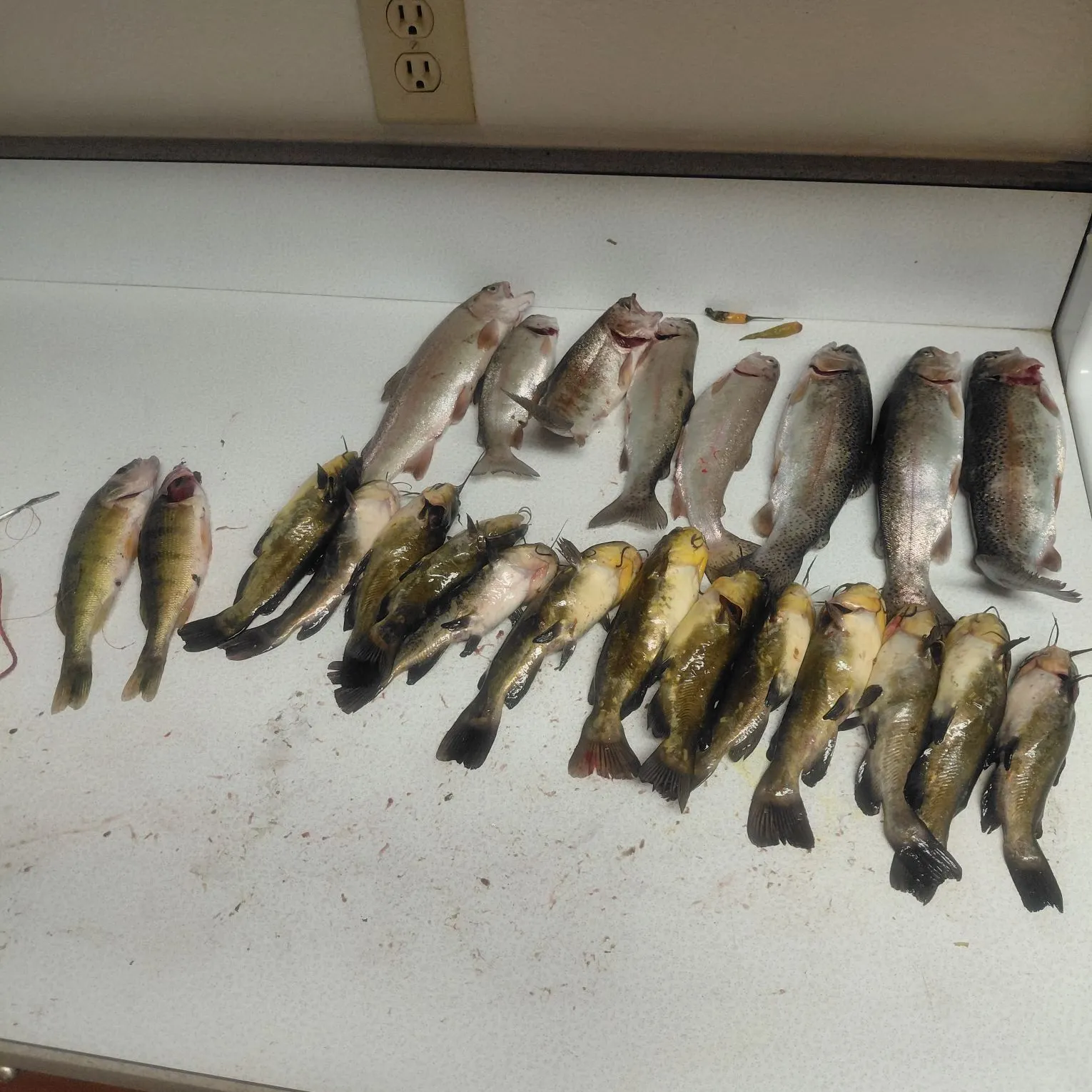 recently logged catches