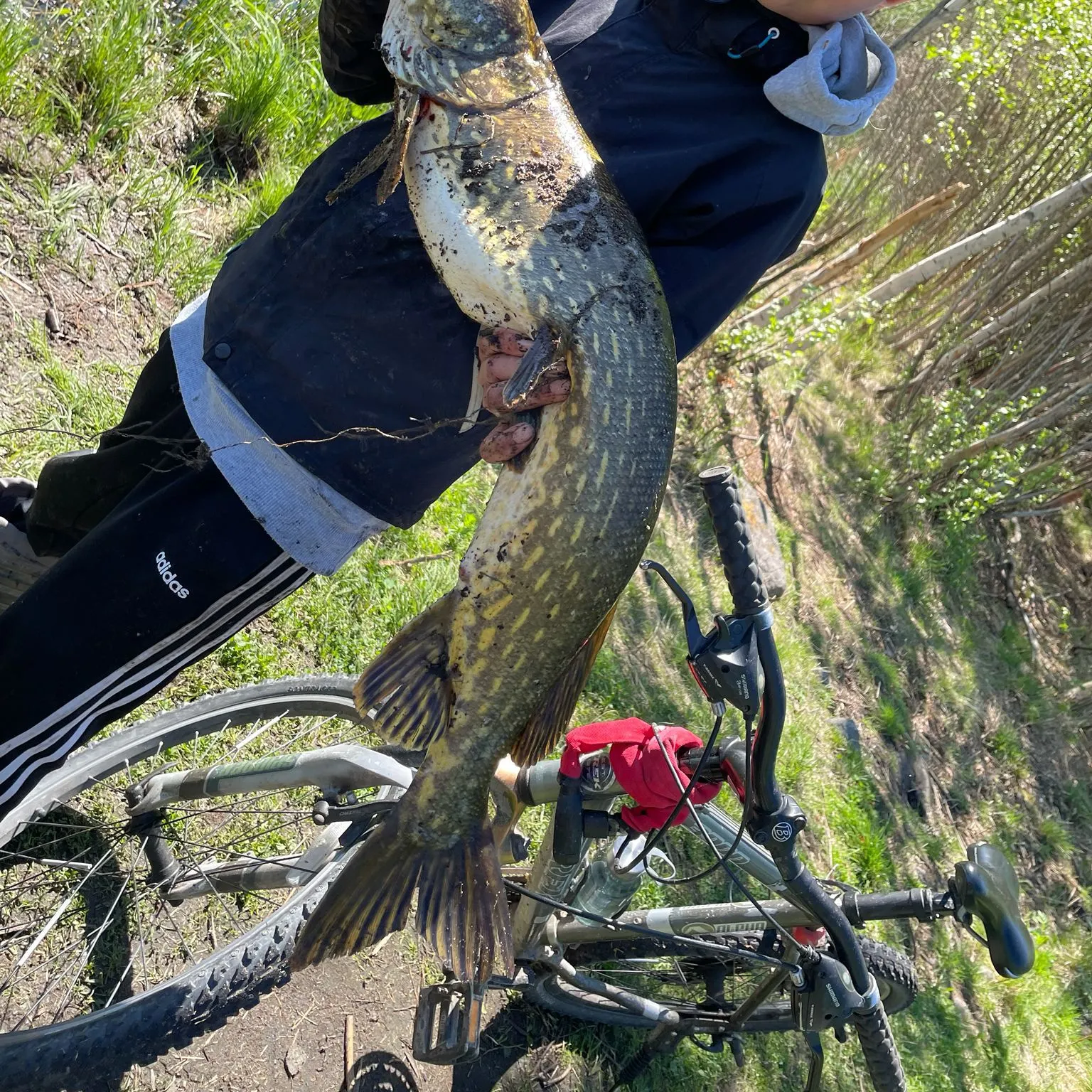Northern pike caught on Fishbrain