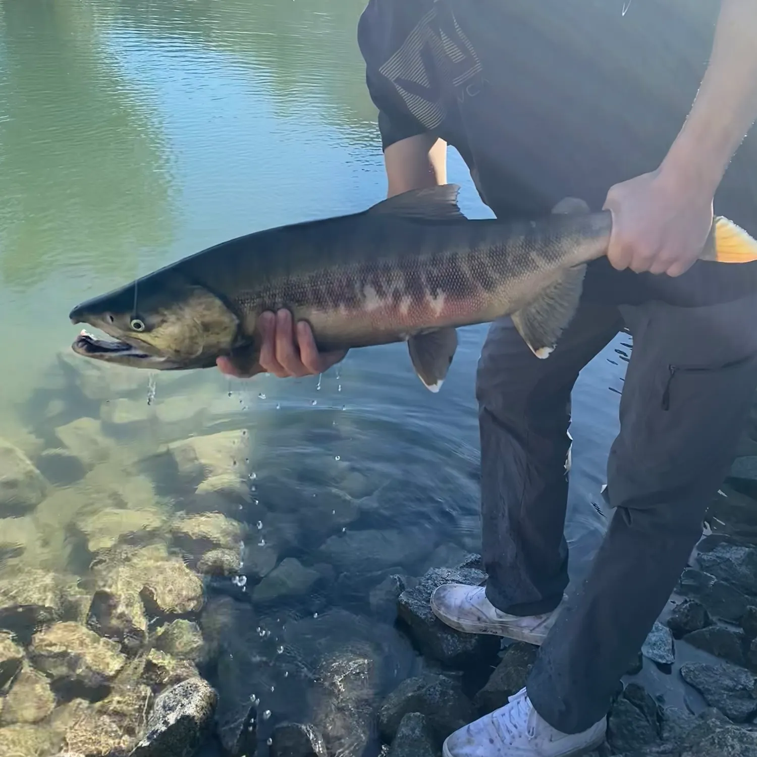Chum salmon caught on Fishbrain