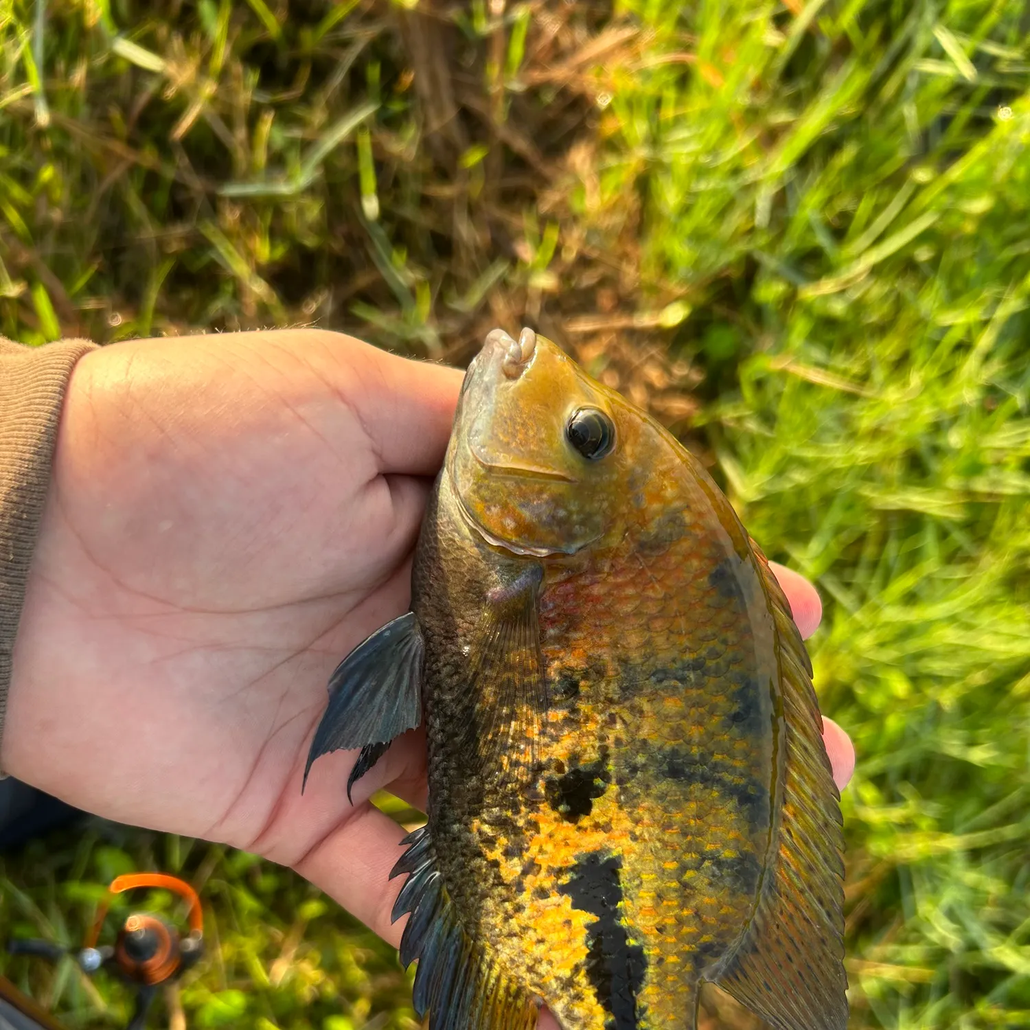 The most recent Redhead cichlid catches on Fishbrain