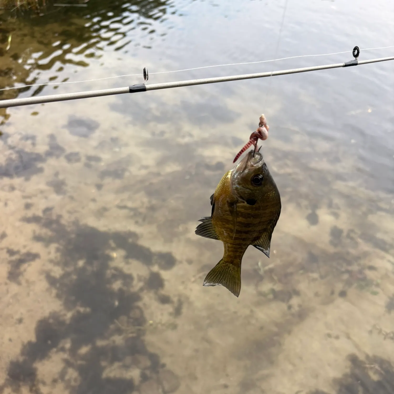 Bluegill caught on Fishbrain