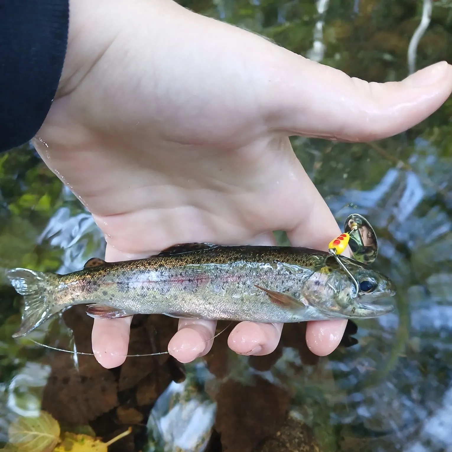 Coastal cutthroat trout caught on Fishbrain