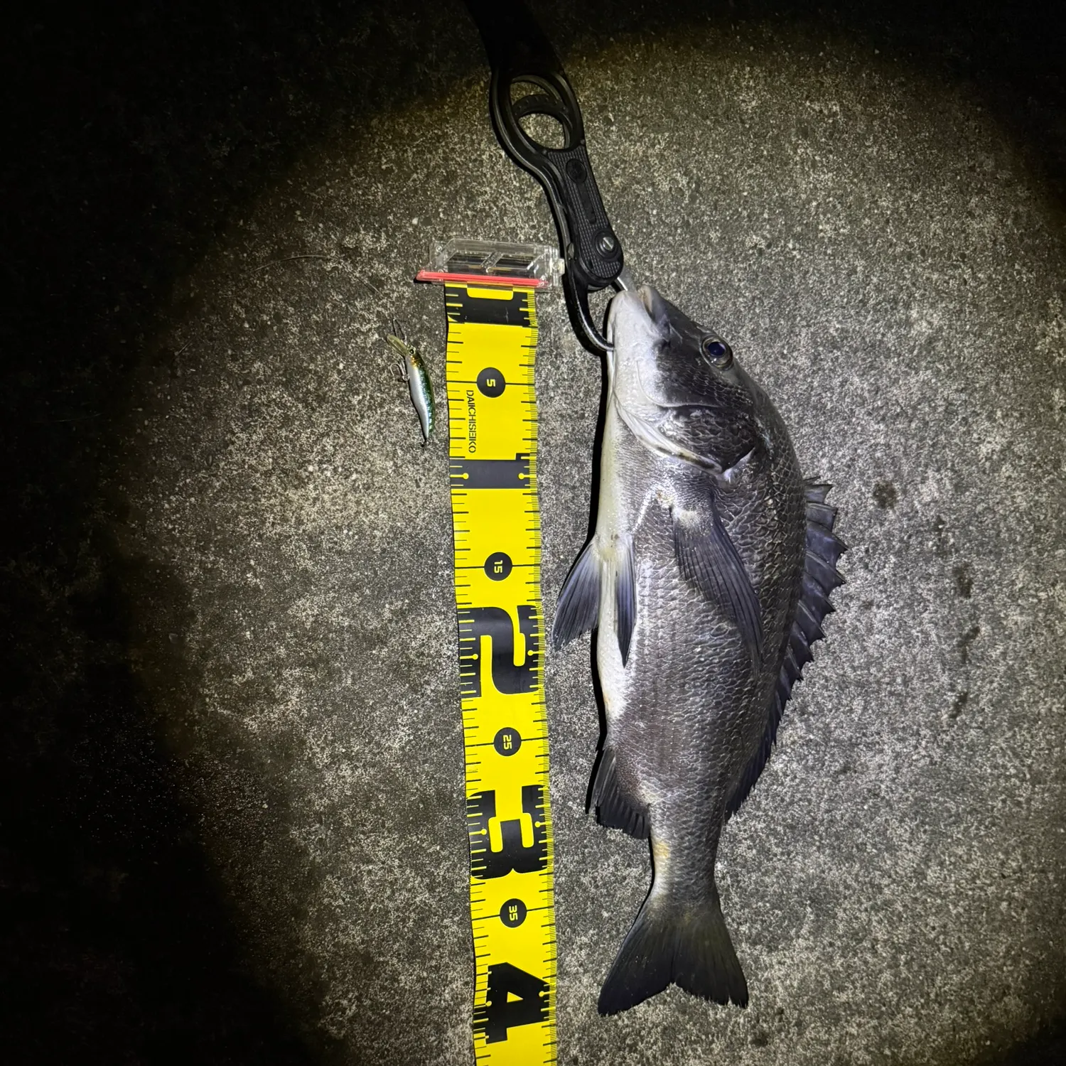 The most recent Black snapper catches on Fishbrain