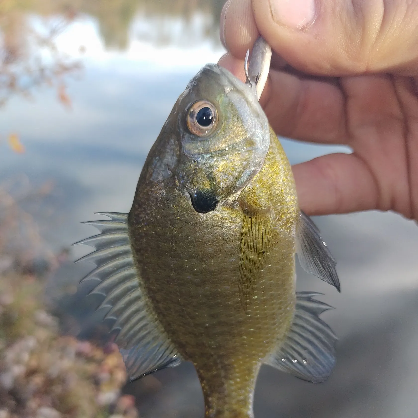 Bluegill caught on Fishbrain
