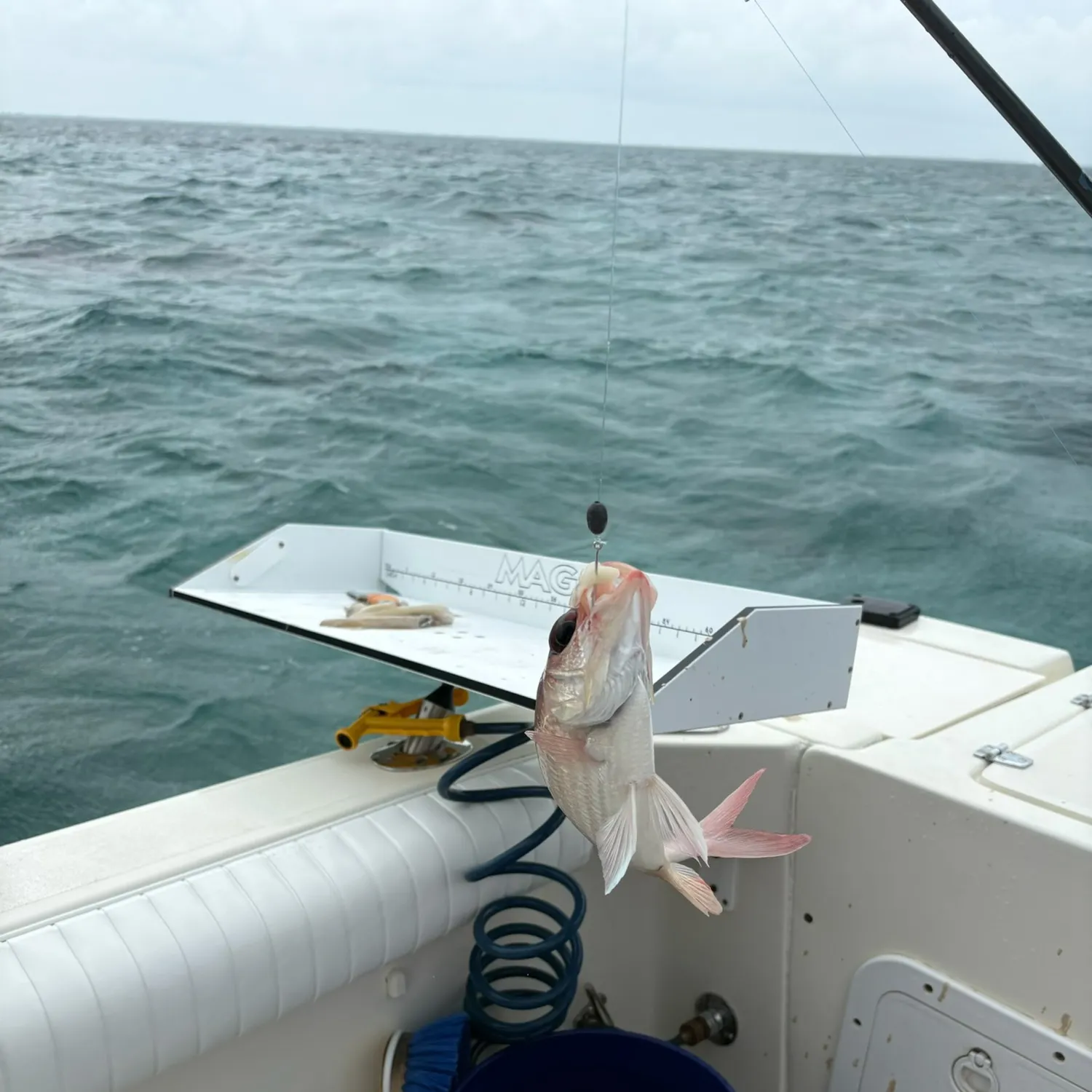 The most recent Common squirrelfish catches on Fishbrain