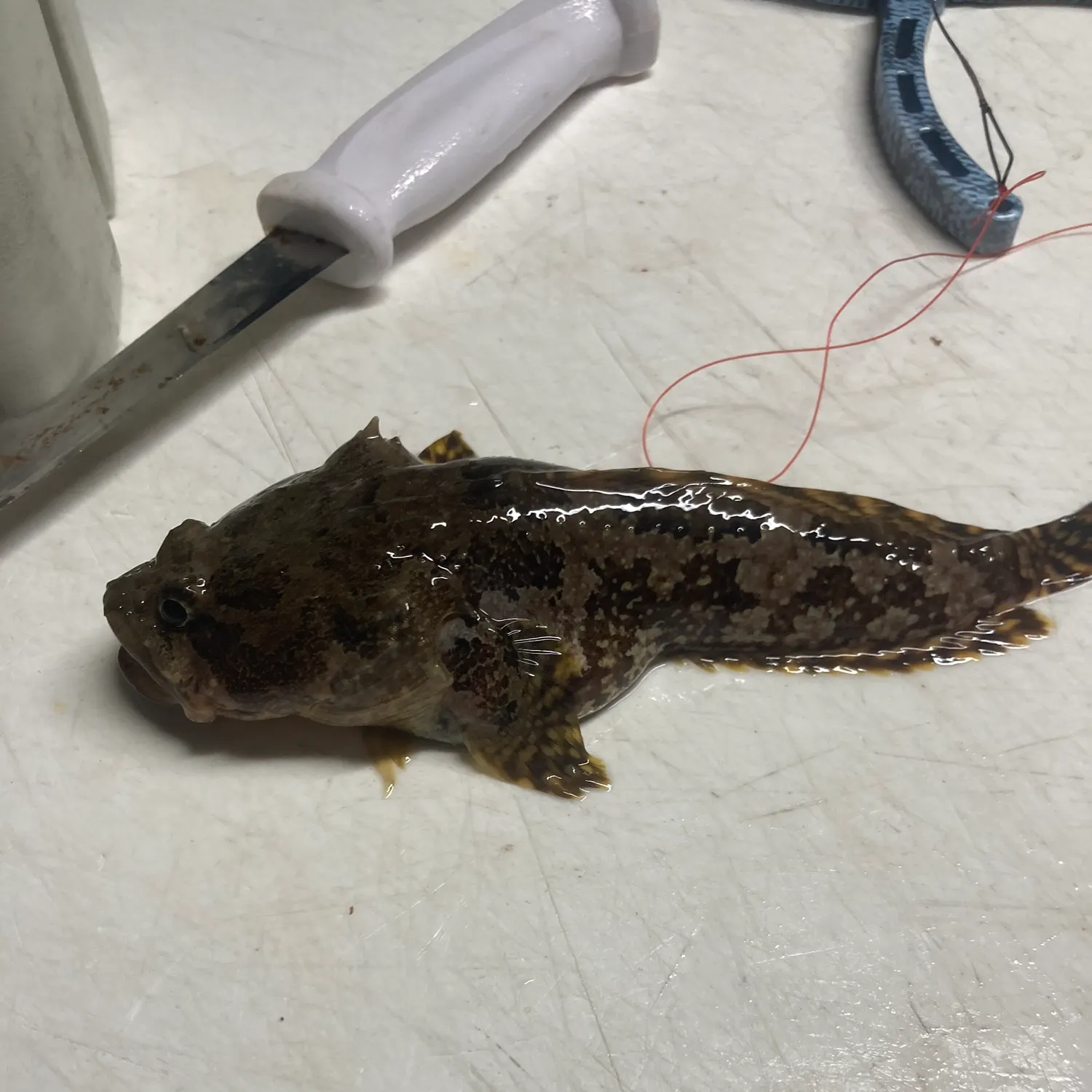 The most popular recent Gulf toadfish catch on Fishbrain