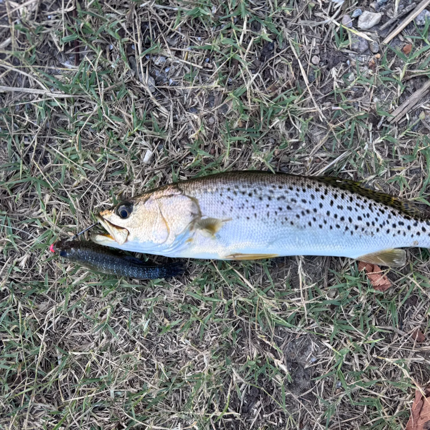 Spotted seatrout caught on Fishbrain