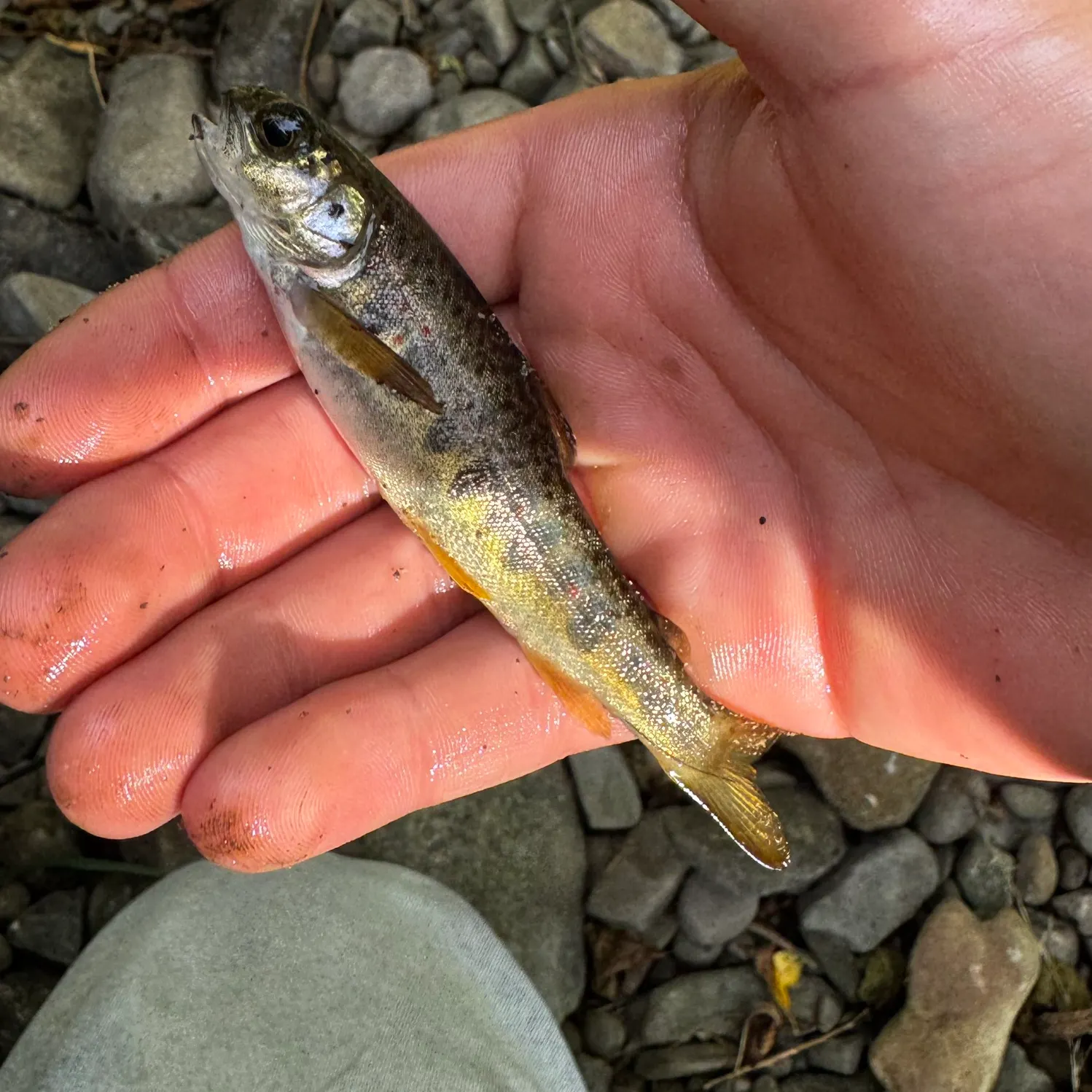 Atlantic salmon caught on Fishbrain