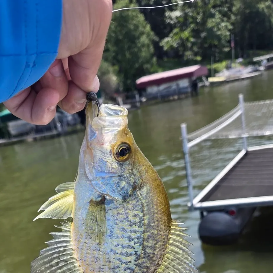 The most recent Black crappie catches on Fishbrain