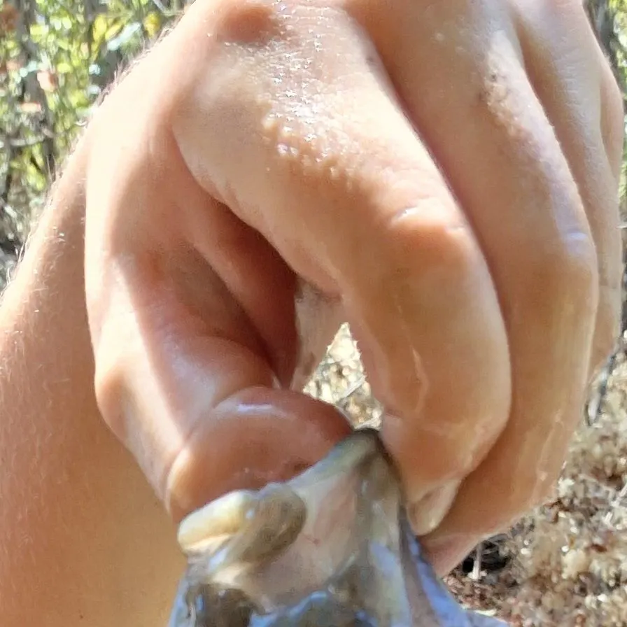 Green sunfish caught on Fishbrain