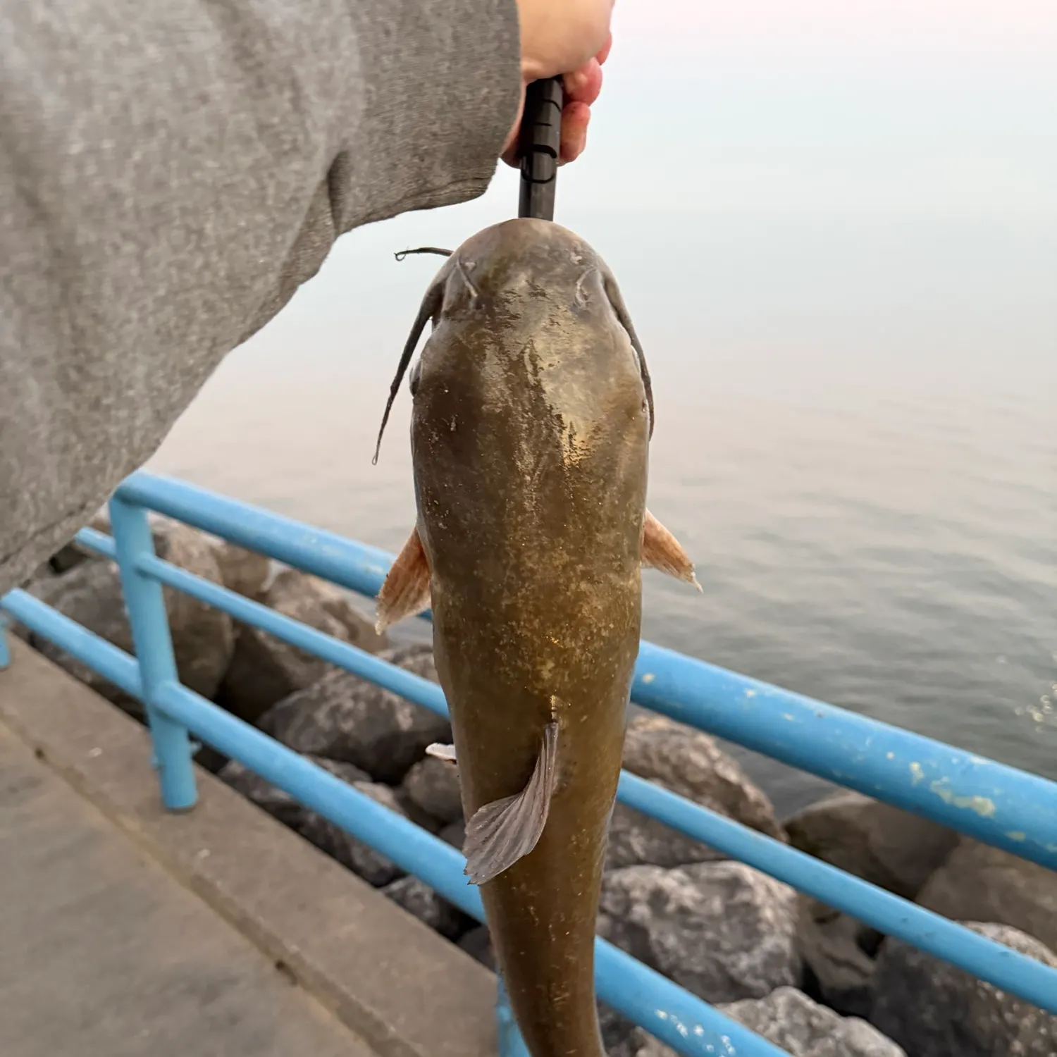 Channel catfish caught on Fishbrain