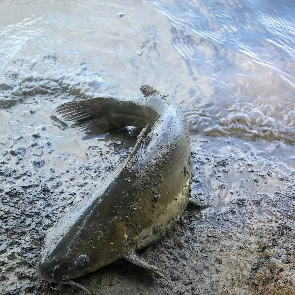 Channel catfish caught on Fishbrain
