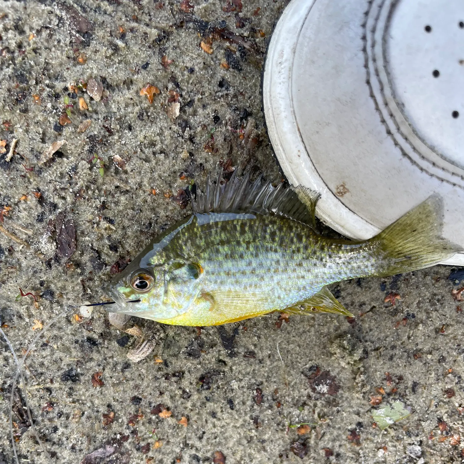Pumpkinseed caught on Fishbrain