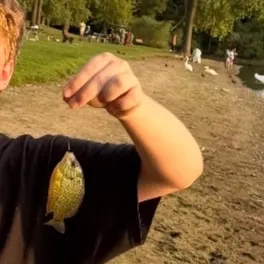 Bluegill caught on Fishbrain