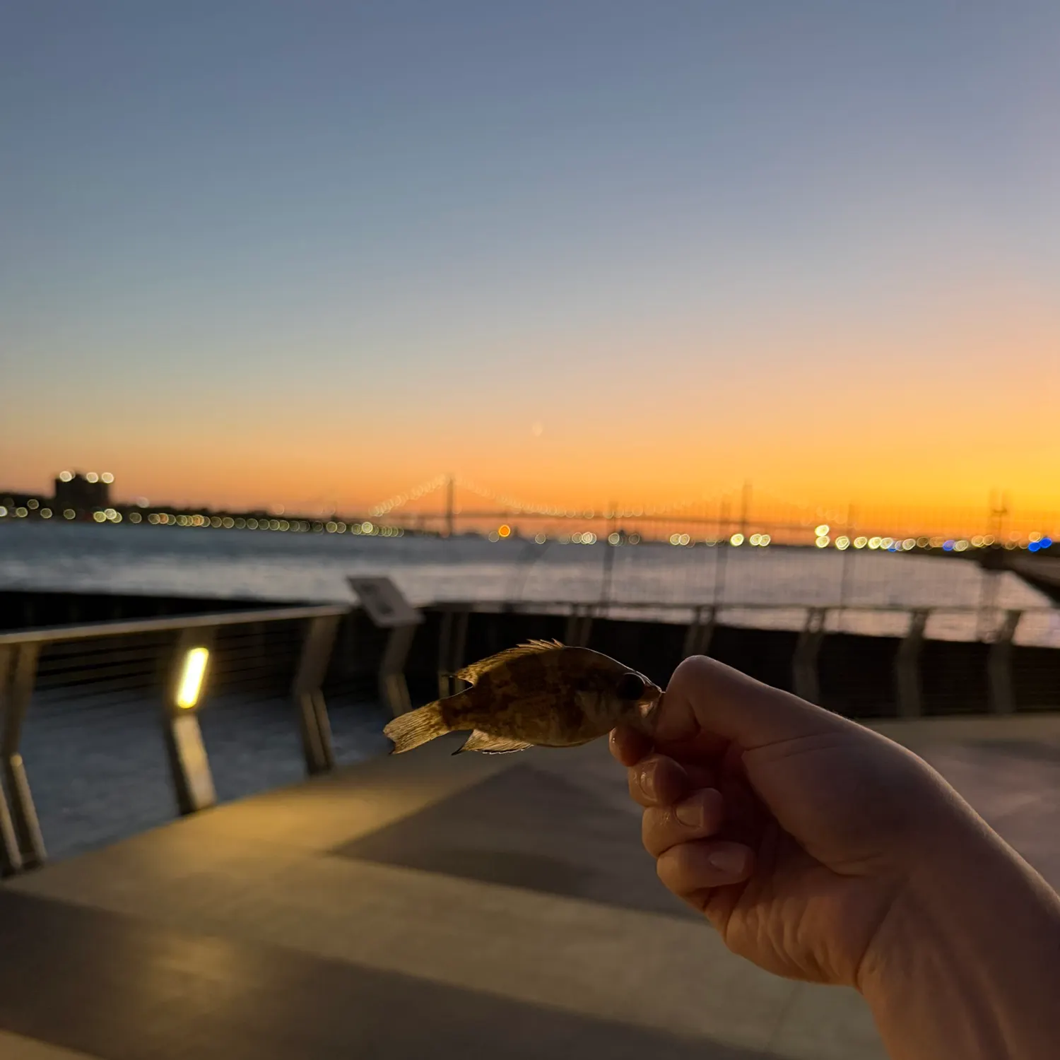 Rock bass caught on Fishbrain