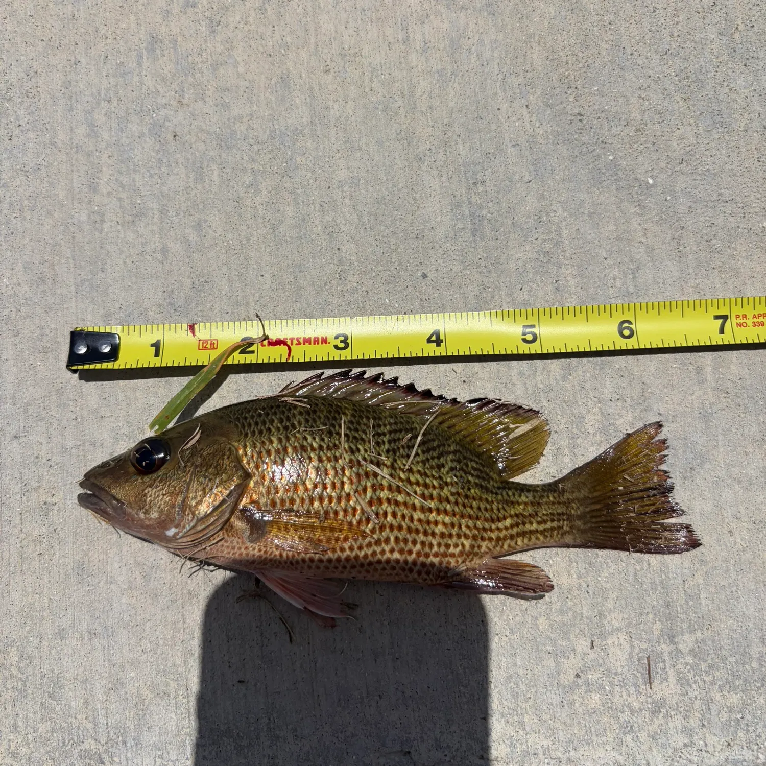 The most recent Mangrove snapper catches on Fishbrain