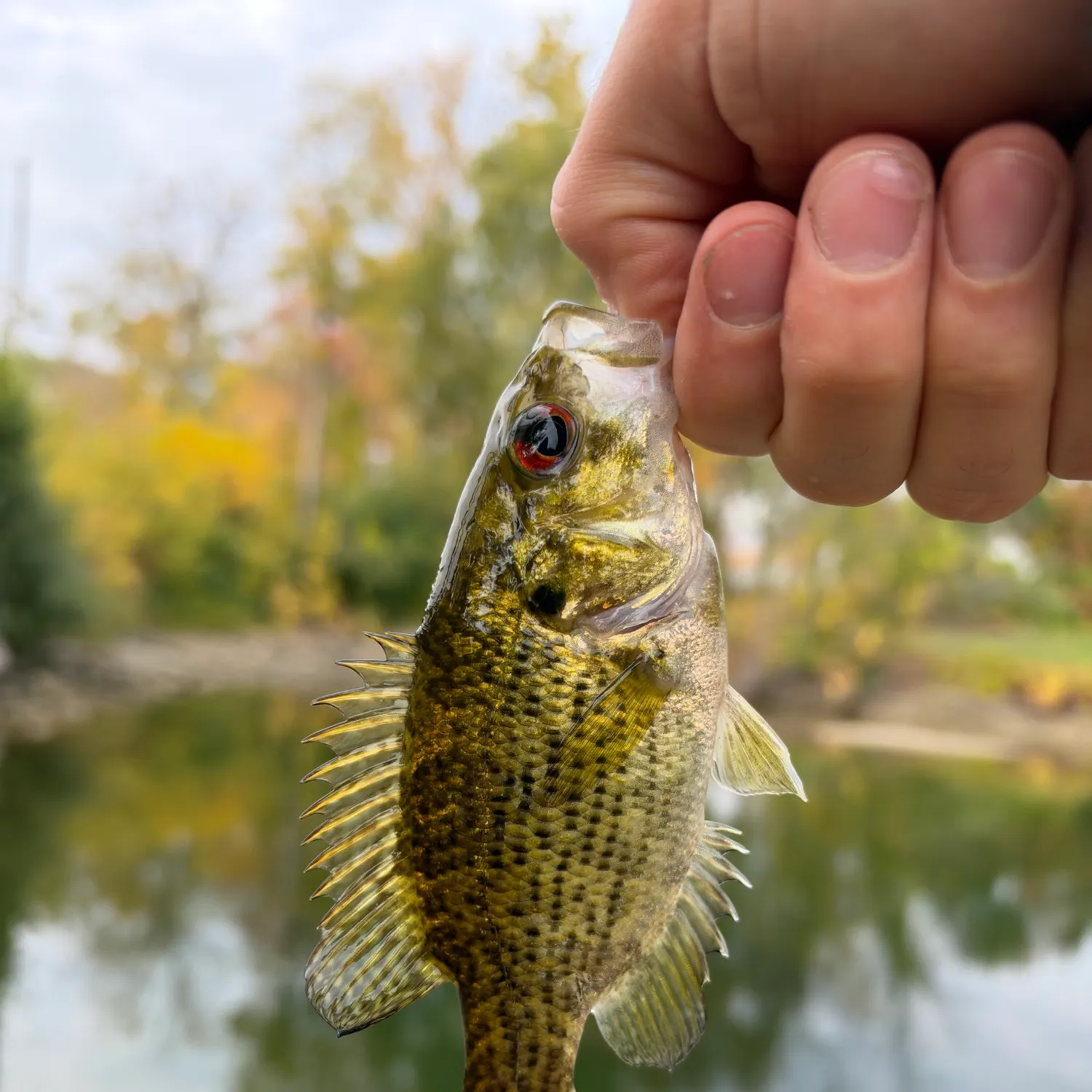Rock bass caught on Fishbrain