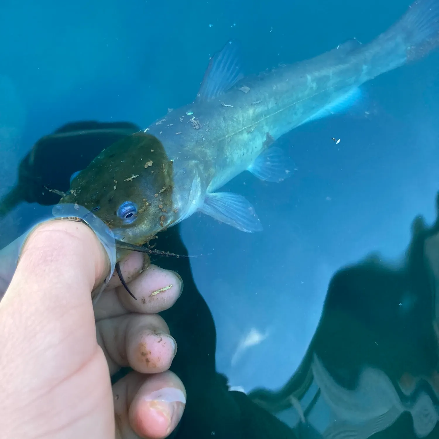 Brown bullhead caught on Fishbrain