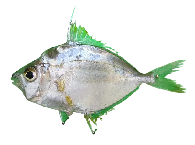 Yellowspotted ponyfish