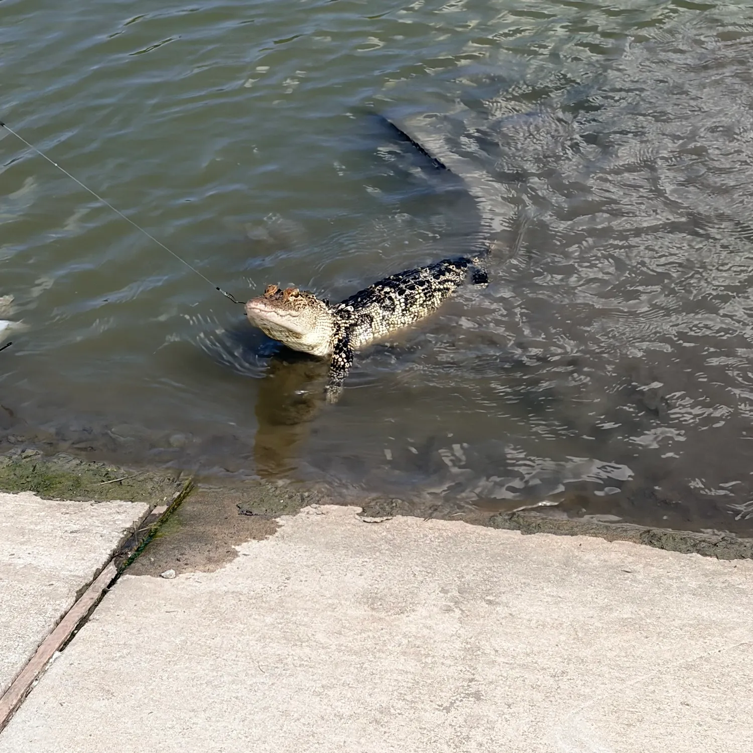 The most recent Alligator gar catches on Fishbrain