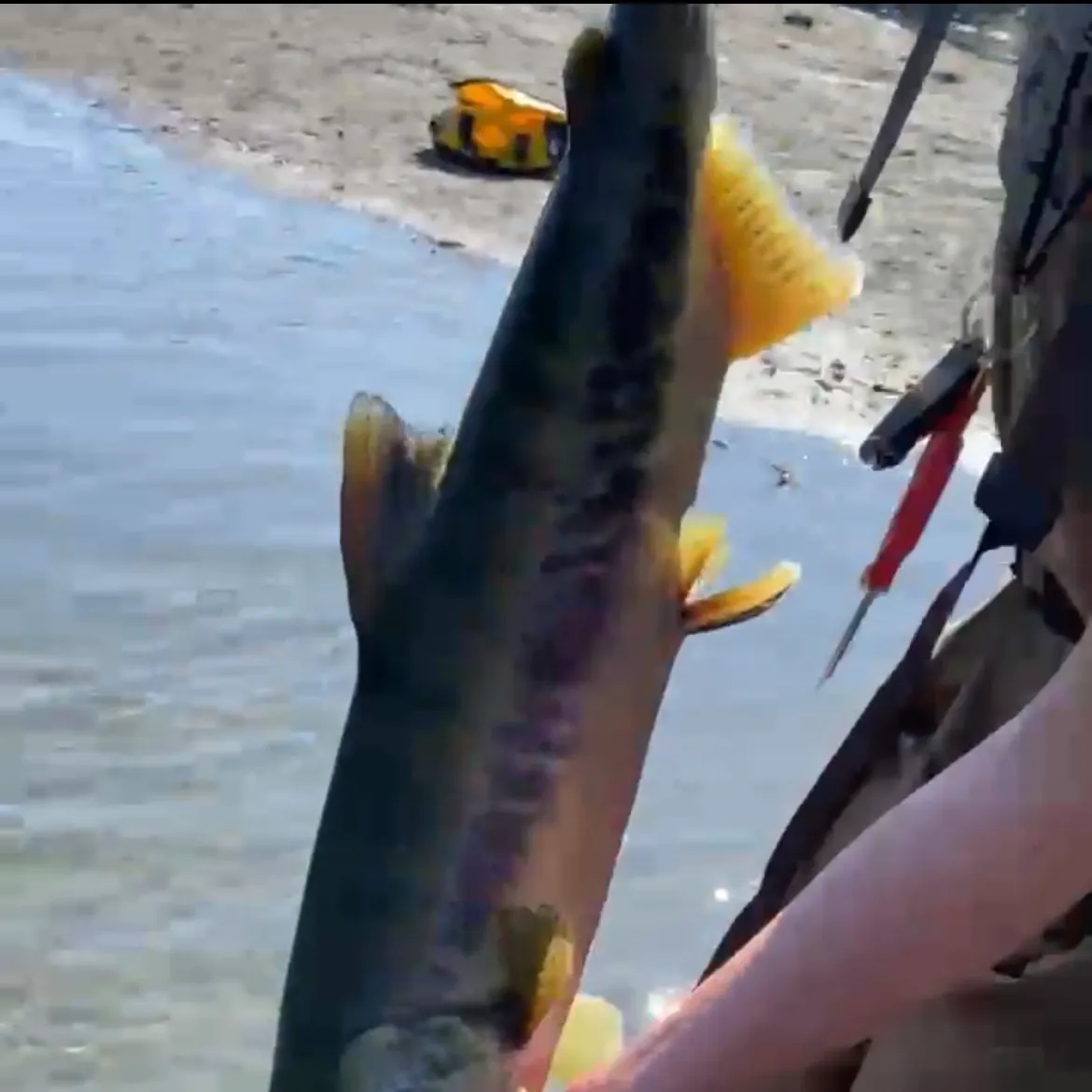 Chum salmon caught on Fishbrain