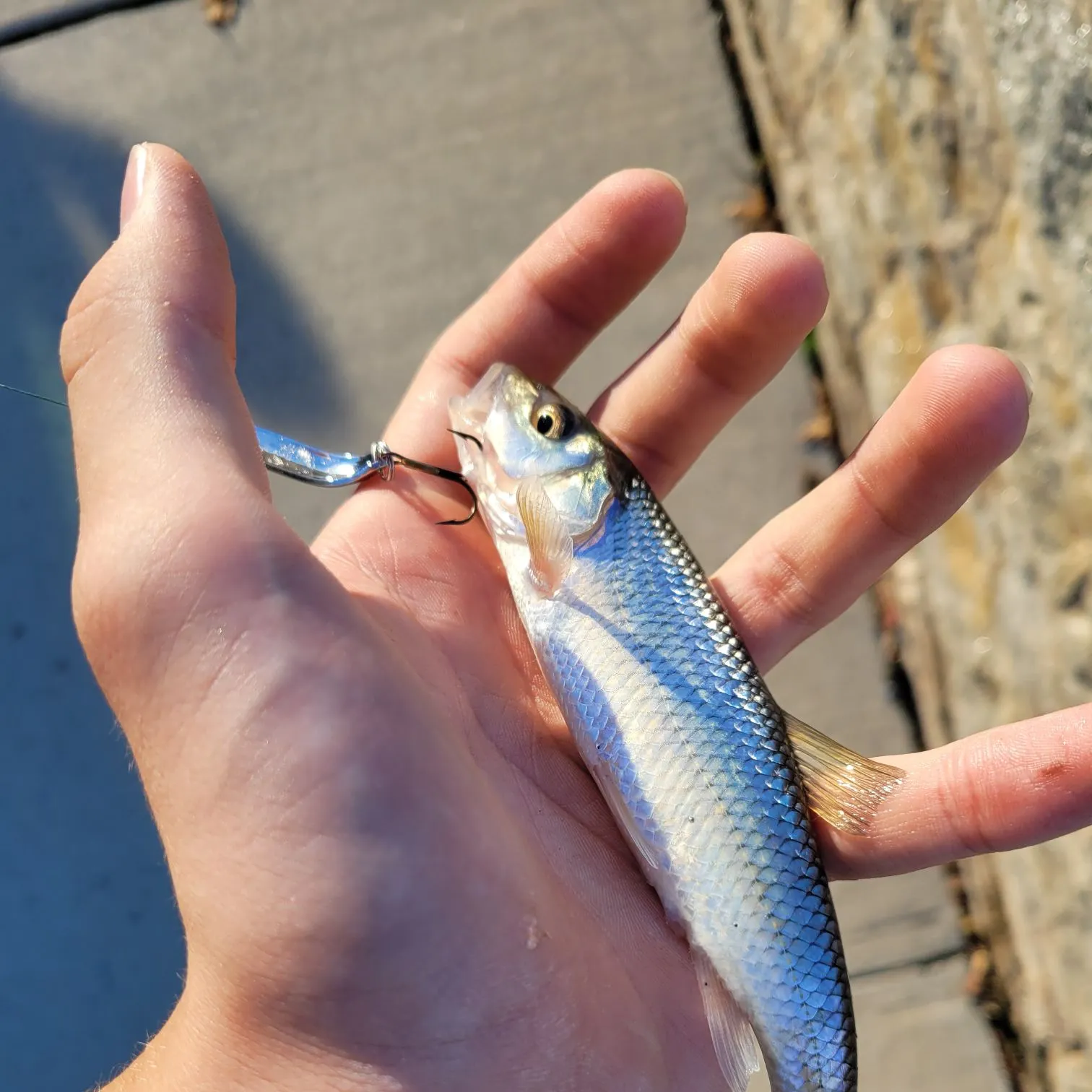 The most recent Fallfish catches on Fishbrain