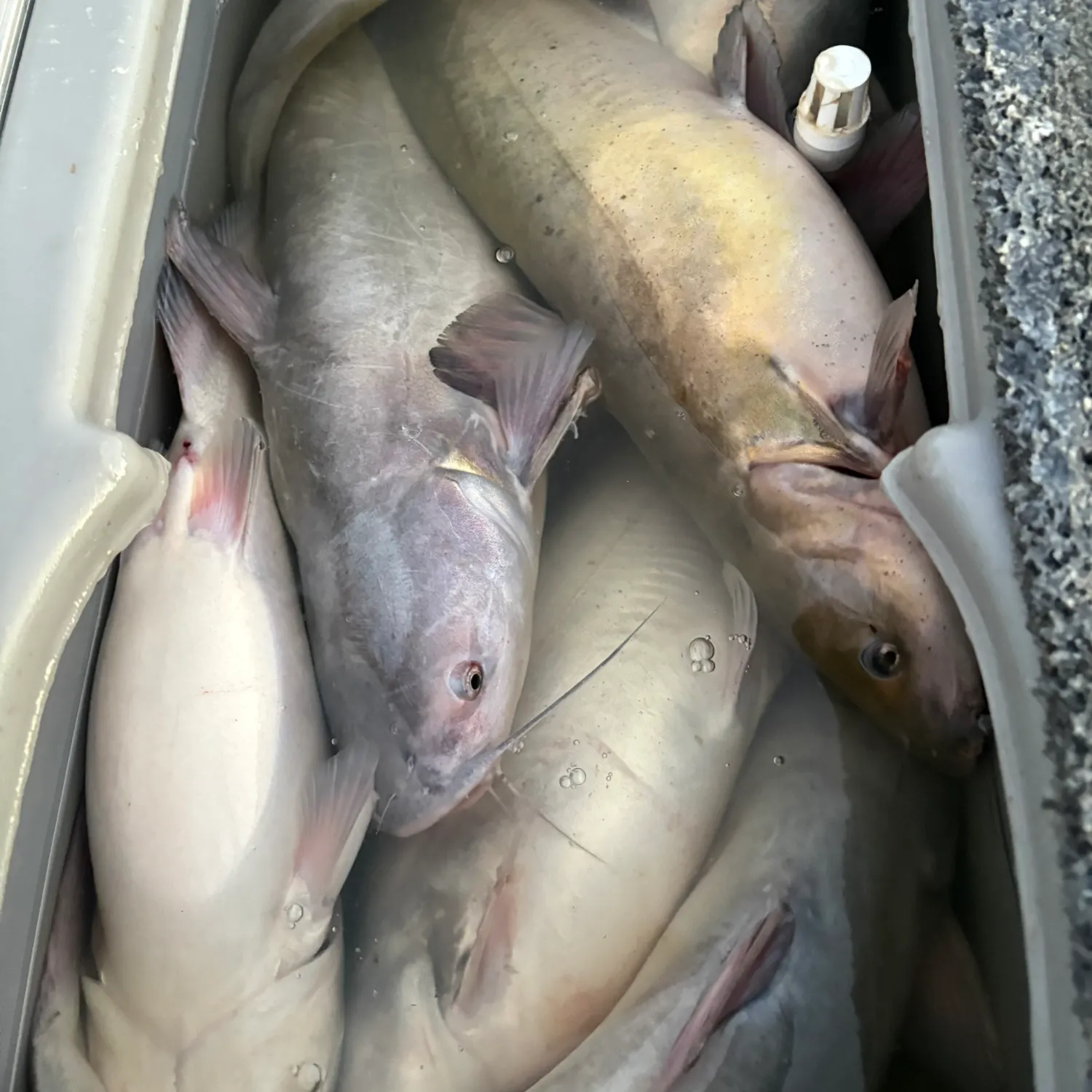 Channel catfish caught on Fishbrain
