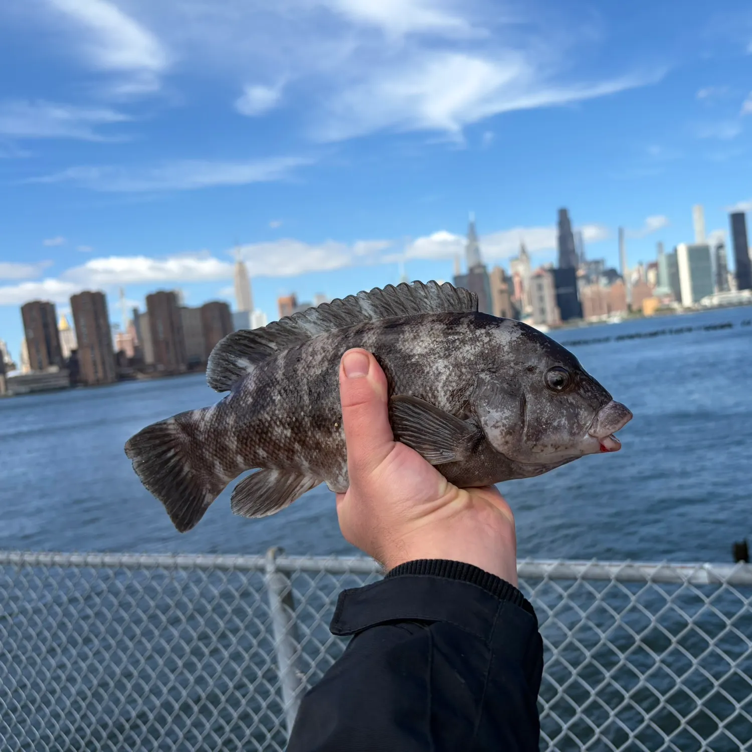 Tautog caught on Fishbrain