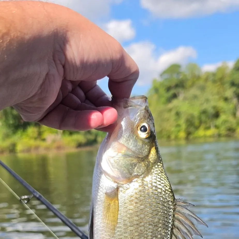 White perch caught on Fishbrain