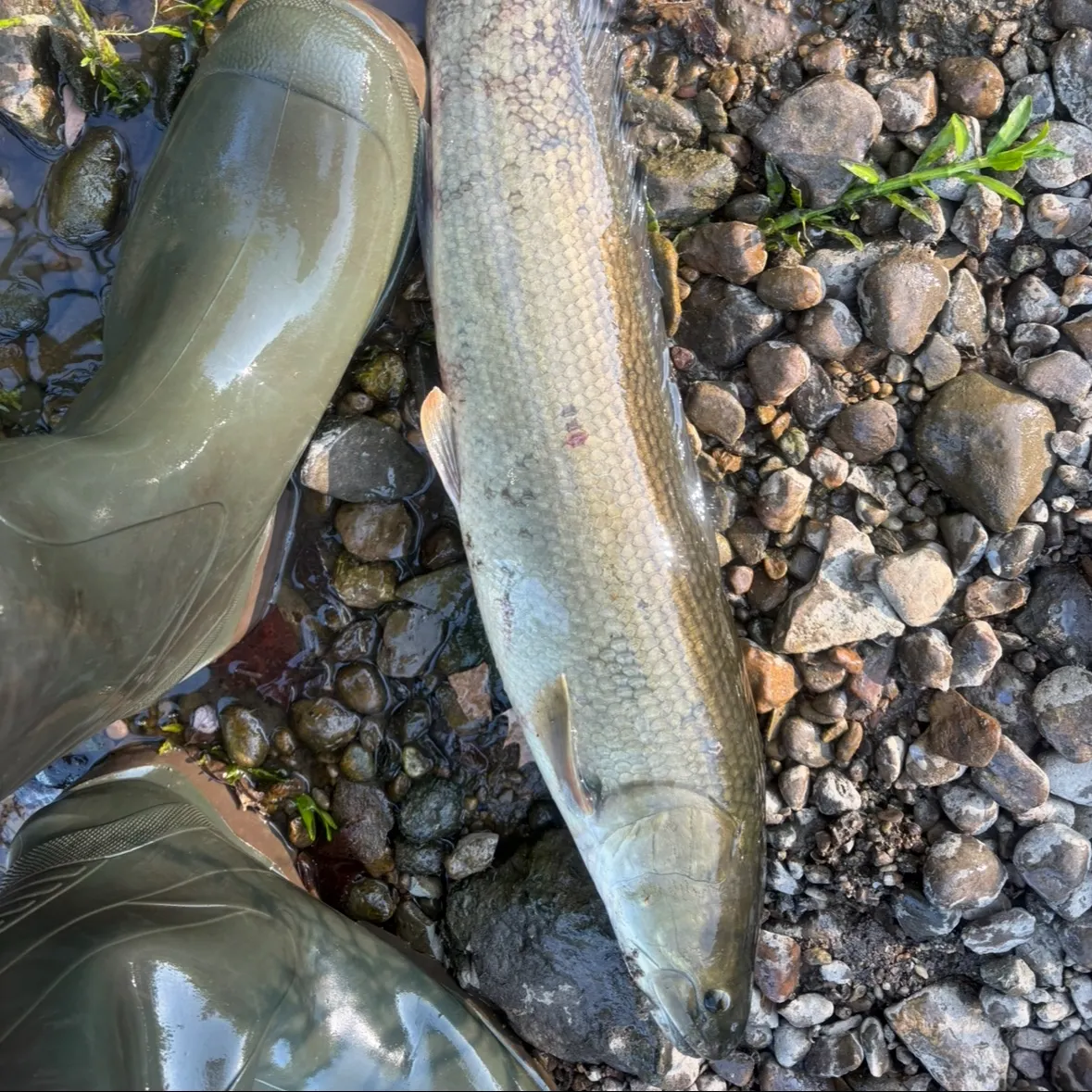 Eyetail bowfin caught on Fishbrain