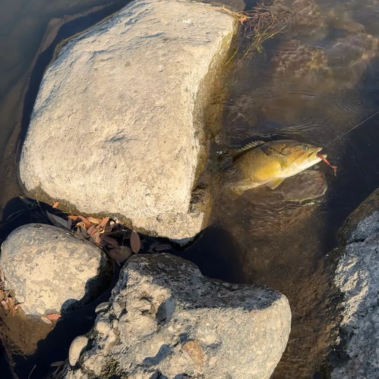 Smallmouth bass caught on Fishbrain