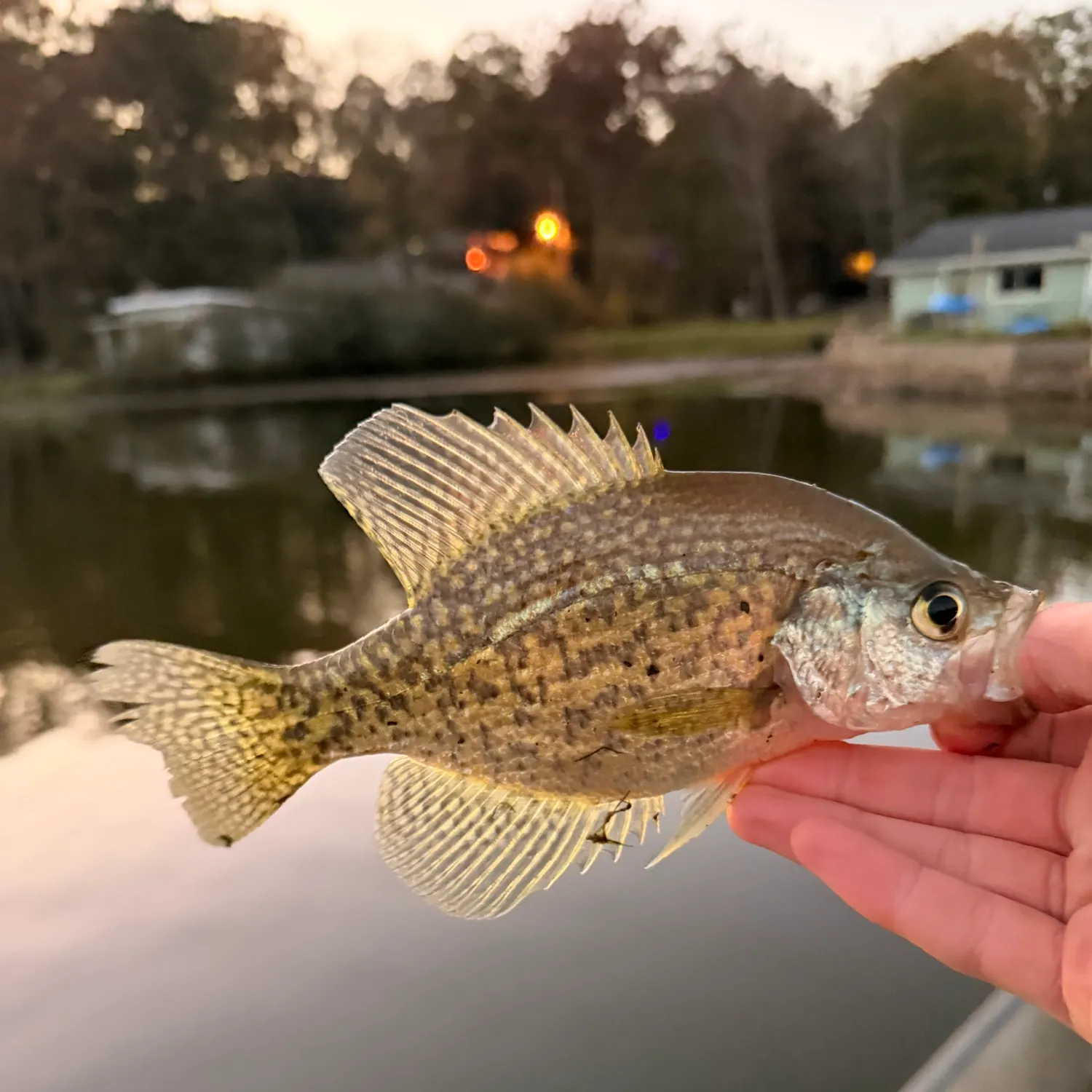 White crappie caught on Fishbrain