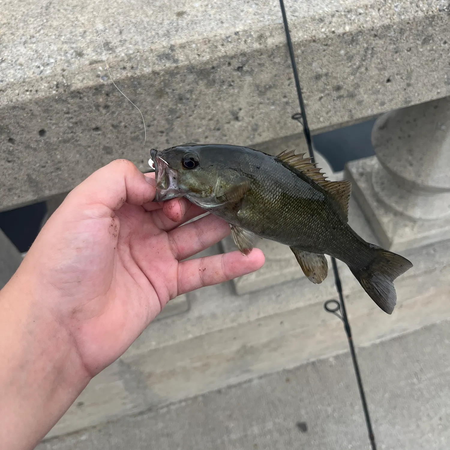 Smallmouth bass caught on Fishbrain