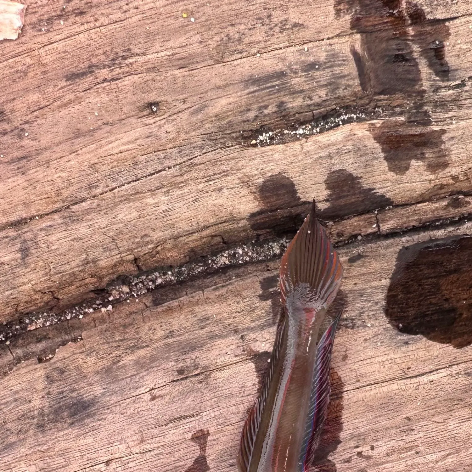 The most recent Masked shrimpgoby catches on Fishbrain