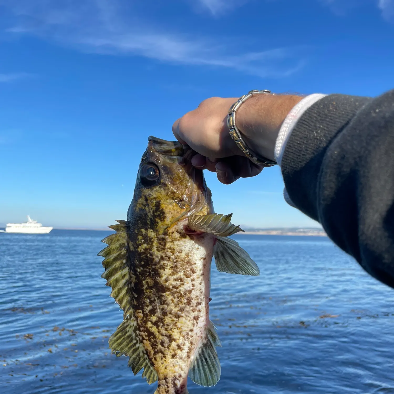 The most popular recent Kelp rockfish catch on Fishbrain