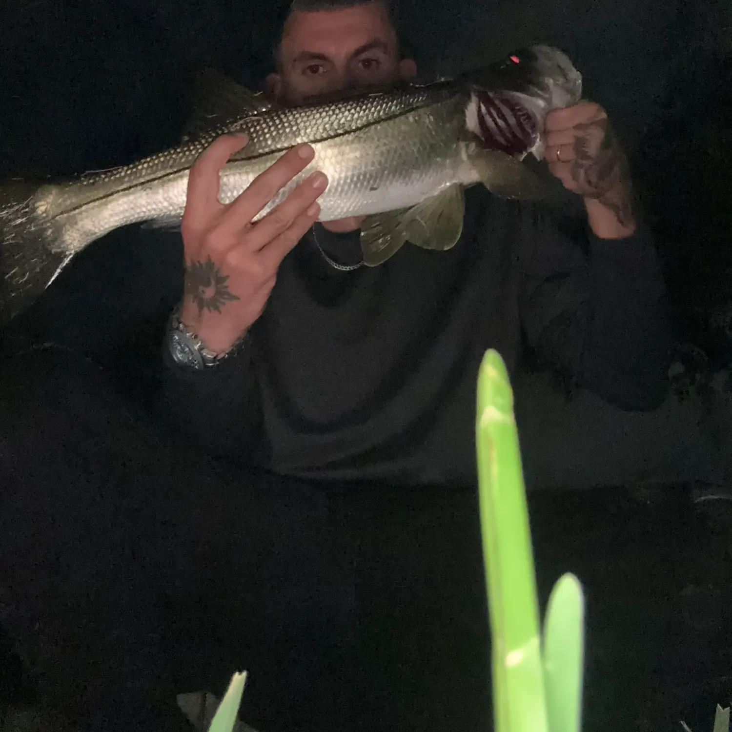 Common snook caught on Fishbrain