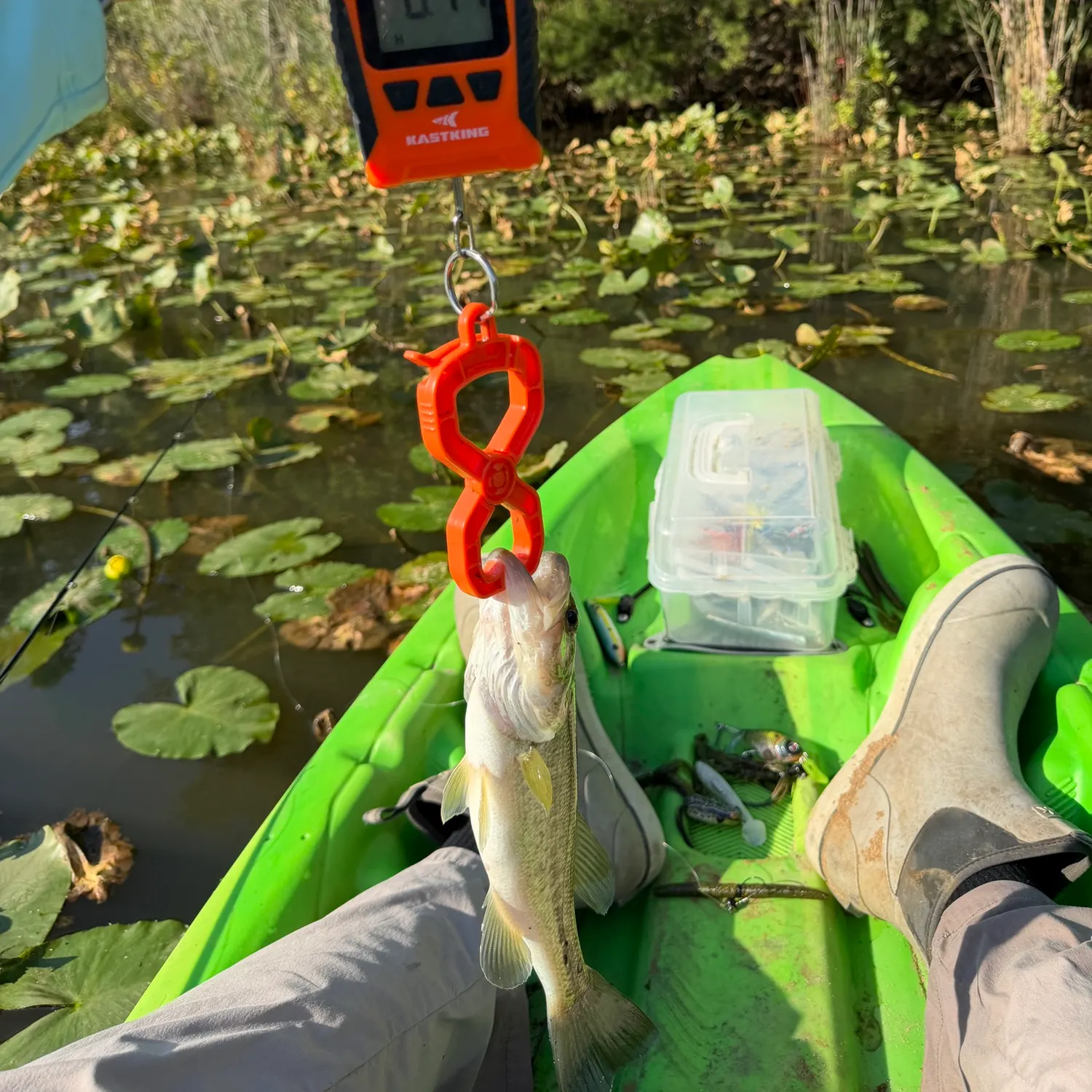 Largemouth bass caught on Fishbrain