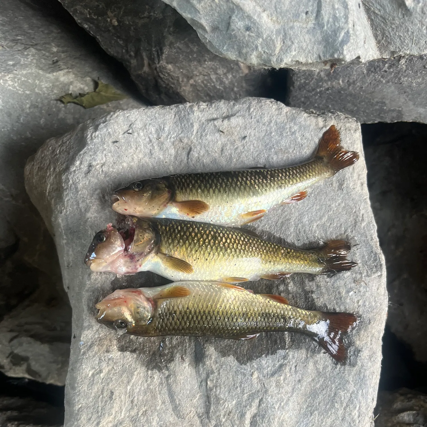 recently logged catches